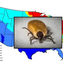 10 U.S. Cities With the Worst Lyme-Carrying Tick Problem And What To Do About It