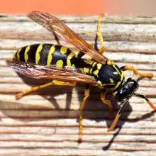Wasp Venom Targets Tumors and and Obliterates Cancer Cells in Seconds, Study Finds