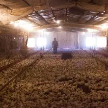 Whistleblower Sues Second Biggest U.S. Poultry Co., Alleges They Turn Family Farmers Into “Sharecroppers”