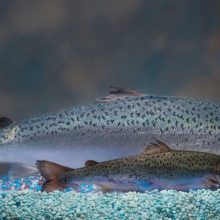 GMO Salmon Cleared for Importation by U.S. FDA, Expected to Hit Dinner Plates Soon