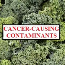 Kale Now One of the Top 3 Vegetables Most Contaminated With Toxic Cancer-Linked Pesticides