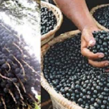 Scientists Find Anti-Malarial Compounds Inside the Antioxidant-Rich Amazonian Açaí Berry