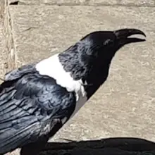 Talking Raven Asks People on the Street ‘Y’Alright Love?’ In a Strong Yorkshire Accent