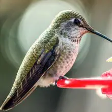 How to Make a Hummingbird Feeder Recipe That Mimics the Natural Nectar of Flowers