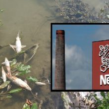 “I Have Never Seen Pollution of this Magnitude:” Nestlé Faces Lawsuit After Tons of Dead Fish Wash Up on Riverbanks