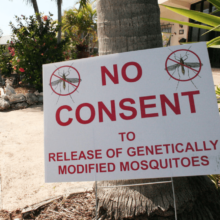 “We Don’t Need This Technology:” Organizers Rally to Stop GMO Mosquito Release in Florida Keys in Memory of Fallen Activist