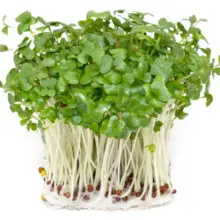 Rarely Eaten Sprouts Shown to Significantly Improve Cancer Healing Rates