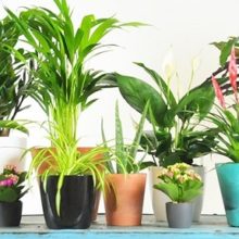 The Best Air Purifying Plants to Buy According to NASA Research (Includes List of Pet Friendly Plants)