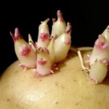 Don’t Let Your Potatoes Go Bad! Do These Simple Things to Keep Them From Sprouting.
