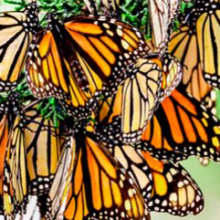 Monarch Butterflies in California Now 99.9% Gone Since the 1980s; Environmental Groups Urge Congress to Save Them Before It’s Too Late