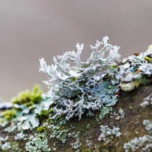 Five Things You Need to Know About Lichen, The World’s Most Unknown (and Underestimated) Source of Natural Vitamin D