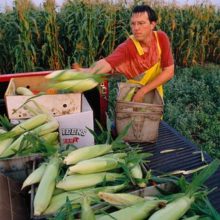 U.S. Farmers Step Up to the Plate, Offer to Supply Mexico with Non-GMO Corn After President’s Ban