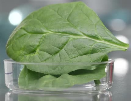 gmo spinach 