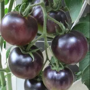 gmo purple tomatoes 