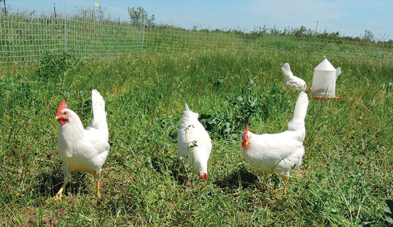 pasture raised chickens 