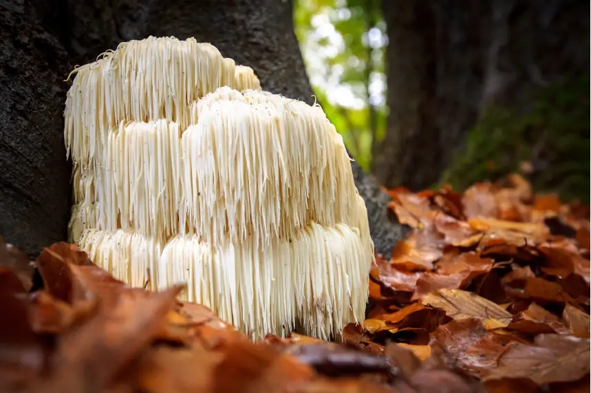 lion's mane mushroom