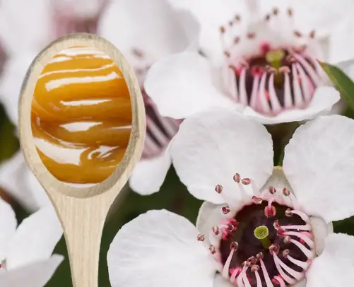 Mysterious honey called manuka found to kill all bacteria thrown at it. 