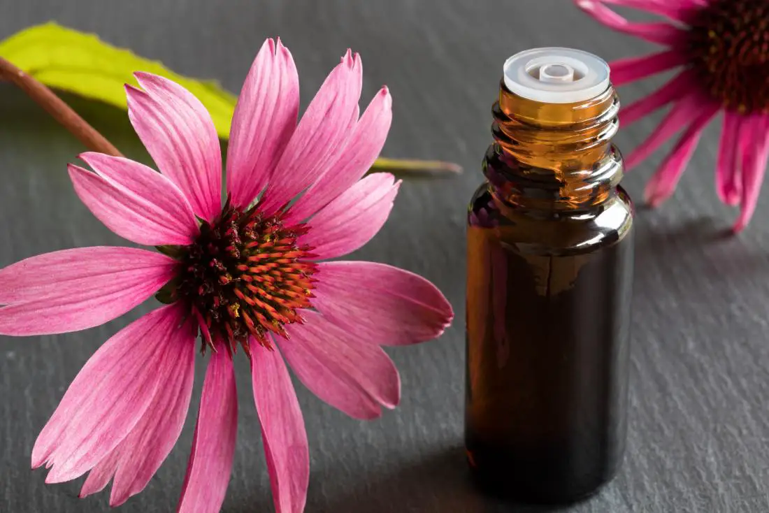echinacea for anxiety best herbs