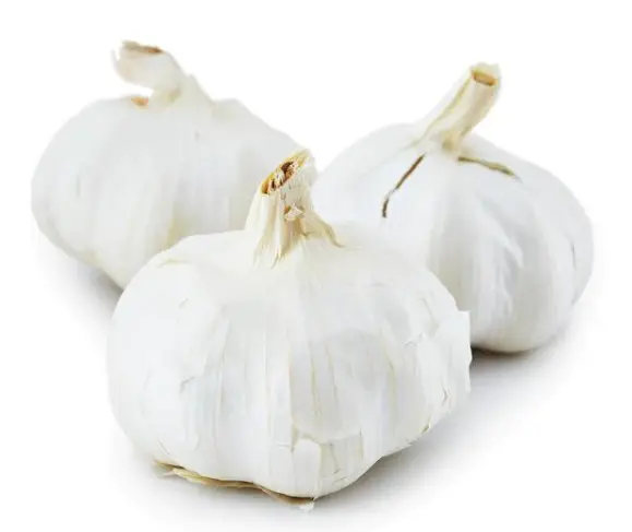garlic bulbs for immune system health