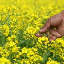 “Uncontrollable and Irreversible:” Over 100 Medical Doctors Have Called for a Ban on GMO Mustard