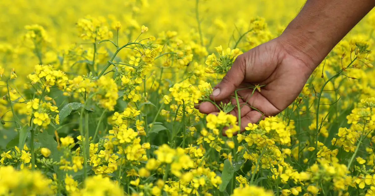 gmo mustard 