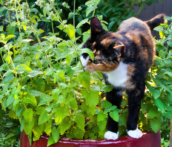 Catnip has a wide assortment of benefits for humans, not just our feline friends. 