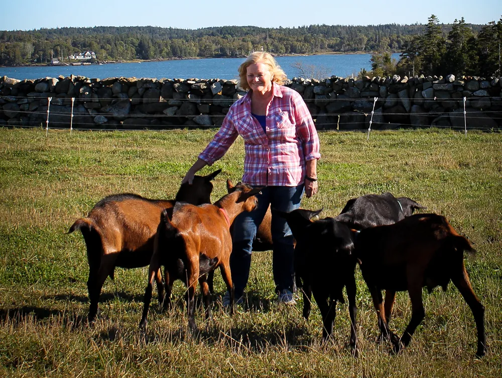 Chellie Pingree tends to her cattle in Maine. 