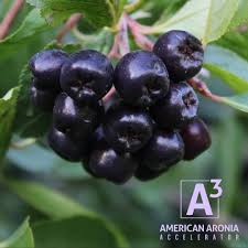 Aronia Berries from the A3 American Accelerator collective. 