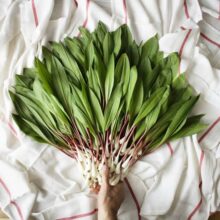Ramps Are One of the Best Foods to Forage in Early Spring – These Are Their Health Benefits