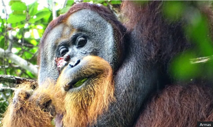 Orangutan medicinal paste. 