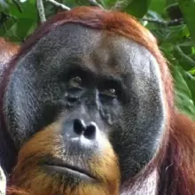 Wounded Orangutan Found Healing Itself With Plant Medicine in the Wild