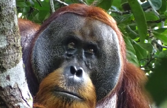 Wounded orangutan plant medicine. 