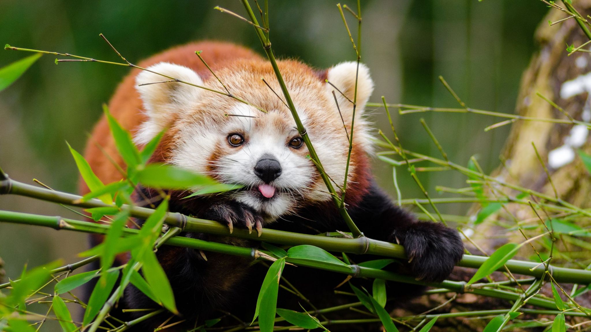 Bamboo is often eaten by red pandas in Asian forests. 