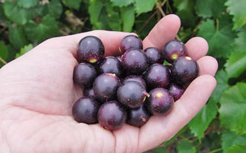 Muscadine grapes in a hand. 