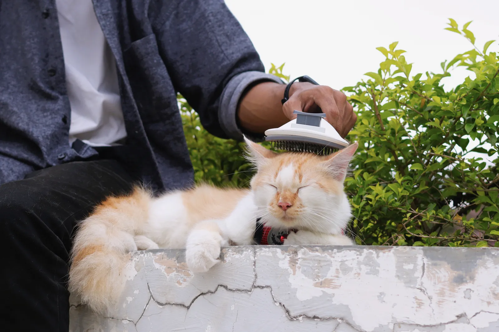 Mochi