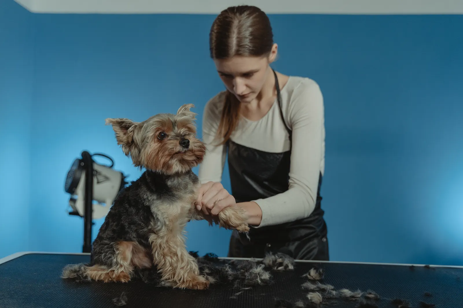 Groomer trimming a small dog