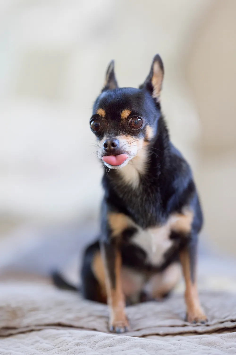 Peanut