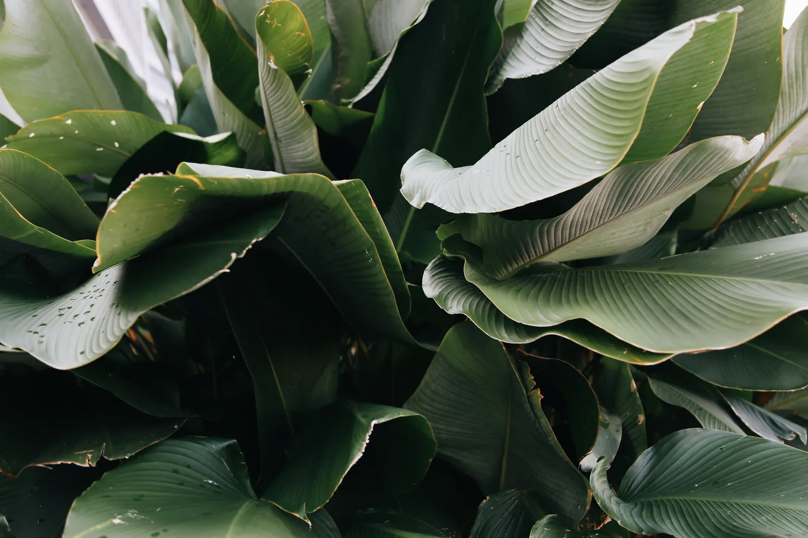 Green botanical leaves