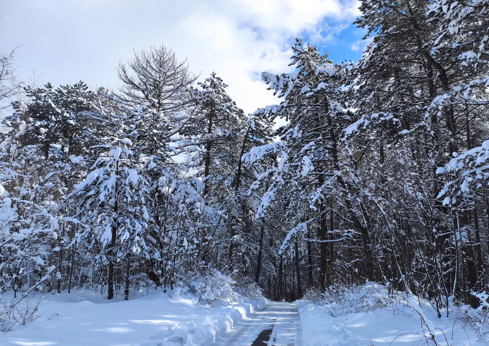 Snow, and the sound it takes away