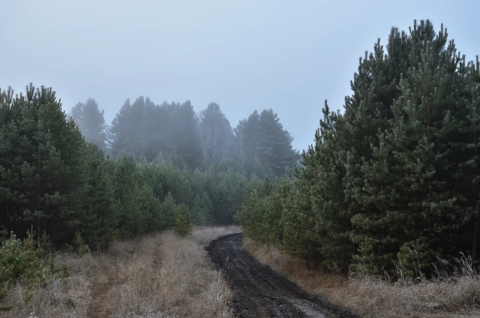Misty forest path in the morning