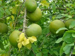 Bael fruit is one component of the Padma Basic Herbal Blend. 