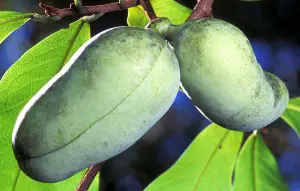 The Paw Paw Fruit (and Bark) offer incredible health benefits. Click the picture for more info. 