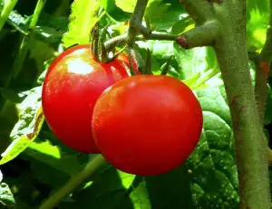 Two studies on organic tomatoes showed surprising benefits.