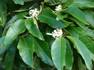 Leaves and flowers of the magnolia tree, which contains the Honokiol extract that studies say can help with anxiety. 