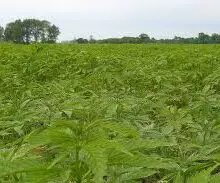 Farmer Begins First American Hemp Harvest in Over Fifty Years