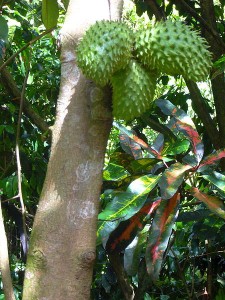 Shown are three Graviola fruits hanging from the tree. Click here to find out more about an organic Graviola herbal supplement. 