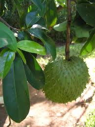 Organic Graviola, which grows in the Amazon Rainforest. 