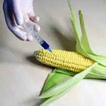 Report: China Rejects Unapproved GMO Corn Shipment from the U.S.