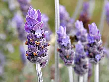 Lavender has a ton of medicinal uses. 