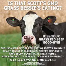 Genetically Modified Grass from Scotts and Monsanto: Lawn Tests Are Set; Boycotts Being Readied